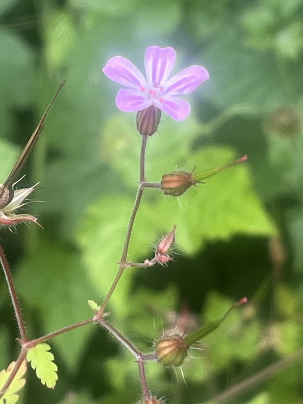 pas_de_photo